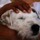 Image for article titled Therapy Dogs Really Do Help Cancer Patients